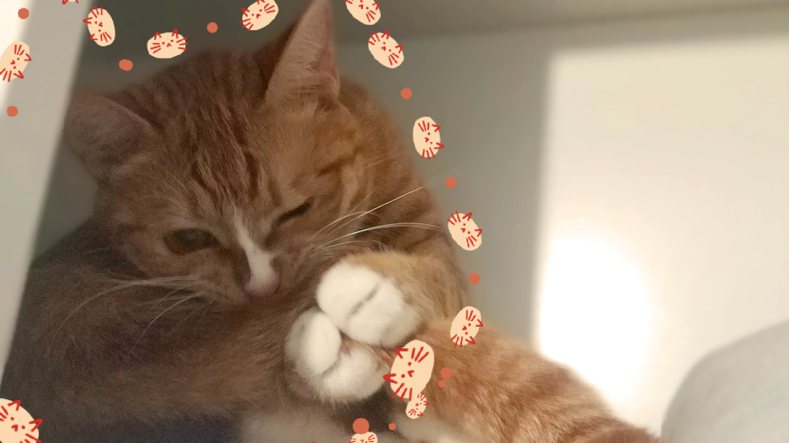猫咪日常热舞